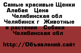 Самые красивые Щенки Алабая › Цена ­ 15 000 - Челябинская обл., Челябинск г. Животные и растения » Собаки   . Челябинская обл.